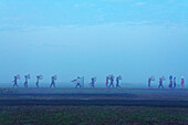 Pabna, Bangladesh - 28 November 2023: View of men walking across Ruhul Bill in Bhangura with fishing equipment during the annual Polo fishing festival.