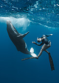 Blick auf einen Taucher, der anmutig neben einem majestätischen Buckelwal im tiefblauen Ozean schwimmt, ein Tanz der Giganten und der Menschen, , Moorea-Maiao, Inseln über dem Winde, Französisch-Polynesien.