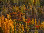 Herbstliche Farben färben die steilen Hänge in Hunza Nagar, Gilgit Baltistan, Pakistan, in leuchtenden Gelb-, Orange- und Rottönen.