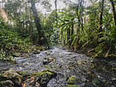 View of rushing river flows through the vibrant green jungle, with mossy rocks and lush trees creating a tranquil scene, Jungle, North Maluku, Indonesia.
