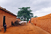 Katsina, Nigeria - 17 July 2024: View of the earthen architecture under a cloudy sky, where cattle graze peacefully amidst the simple structures in Katsina.