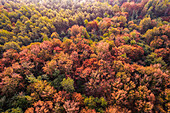 Luftaufnahme eines Wandteppichs aus herbstlichen Farben, der das dichte Blätterdach des Waldes in leuchtenden Orange-, Rot- und Grüntönen färbt, in Bosco delle Sorti della Partecipanza, Piemont, Italien.