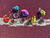 Plum, Bangladesh - 10 March 2024: Aerial view of women amidst a sea of deep red plums, their colorful saris standing out against the vibrant fruit on the ground.