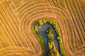 Luftaufnahme von goldenen Feldern, die sich um ein grünes Flussufer schlängeln, eine ruhige Szene in der Umarmung der Natur, Bosco delle Sorti della Partecipanza, Piemonte, Italien.