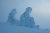 View of snow-laden trees emerge like ghostly figures from the misty, cold landscape, a serene scene of winter's embrace, Belá-Dulice, Žilina Region, Slovakia.