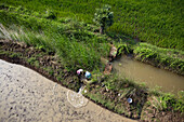 Karaikal, India - 19 September 2010: Aerial view of verdant paddy fields meet muddy banks, where women in vibrant saris work by a small waterway, creating a striking contrast.