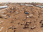 Luftaufnahme einer dichten Ansammlung von Kamelen und behelfsmäßigen Unterkünften unter einem dunstigen Himmel, der eine strukturierte Landschaft in Braun- und Brauntönen schafft, Nouakchott, Ksar, Mauretanien.