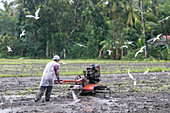 Barotac Nuevo, Philippinen - 25. Oktober 2024: Blick auf einen Landwirt, der die überschwemmten Felder bestellt, während weiße Vögel vor dem Hintergrund üppiger grüner Bäume am Himmel kreisen.
