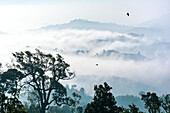 Luftaufnahme von üppigen, grünen, bewaldeten Hügeln, die in ätherischen Morgennebel gehüllt sind, ein Vogel schwebt über der Landschaft, Sajek, Chittagong Division, Bangladesch.