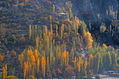 View of autumn leaves in hues of gold and amber paint the landscape, nestled against the rugged mountains, Hunza Nagar, Gilgit Baltistan, Pakistan.