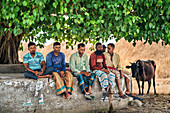Bogura, Bangladesh - 12 May 2024: View of men in colorful lungis seated under a lush green tree, their faces etched with stories, while a dark cow grazes nearby, creating a tableau of rural life.
