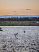 Blick auf Flamingos, die durch das ruhige Wasser waten, in dem sich der Himmel in der Dämmerung in sanften Orange- und Violetttönen spiegelt, Palavas-les-Flots, Okzitanien, Frankreich.
