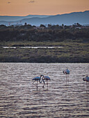 View of flamingos standing gracefully in the serene waters as the sun dips below the horizon, painting the sky with warm hues, Palavas-les-Flots, Occitanie, France.
