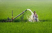 Bogura, Bangladesh - 18 March 2021: View of a young boy stands bathed in the cascading water from an irrigation pipe amidst the vibrant green rice paddies, a refreshing contrast to the earth's tones.