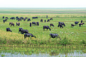 Bogura, Bangladesh - 01 June 2024: View of a herd of water buffaloes grazing peacefully on a vibrant green meadow, their dark hides contrasting with the soft, misty horizon.