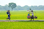 Bogura, Bangladesh - 20 April 2018: View of two men traversing a path, one with a satchel, the other laden with vibrant goods, amidst expansive green fields under a bright sky.