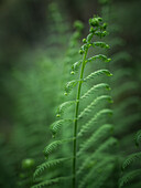 Blick vom Boden auf einen üppig grünen Farn, der seine zarten Wedel in einer Symphonie von Grüntönen entfaltet, Pokhara, Provinz Gandaki, Nepal.