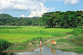 Chittagong, Bangladesh - 02 November 2018: View of a young boy wading through shallow water, a cow grazes nearby, amidst vibrant green paddy fields under a serene sky.