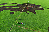 Bogura, Bangladesh - 03 May 2021: Aerial view of vibrant green rice paddies contrasting with dark soil patches, where farmers work in a field.