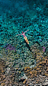 Aerial view of a person floating peacefully above the vibrant coral reef, where turquoise waters meet the varied textures of the ocean floor, Fakarava, Iles Tuamotu-Gambier, French Polynesia.