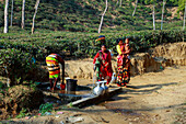 Chandanath-Hügel, Bangladesch - 12. März 2021: Blick auf Frauen in farbenfrohen Saris, die Wasser aus einem Brunnen schöpfen, eingerahmt von üppigen Teegärten und erdigen Farbtönen.