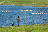 Bogura, Bangladesh - 06 September 2018: View of a young boy stands on the grassy bank, gazing at a flock of ducks swimming in the shimmering blue water, with a small goat by his side.