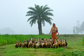 Bogura, Bangladesch - 14. Oktober 2018: Blick auf eine Frau, die inmitten eines Entenschwarms steht. Das grüne Feld kontrastiert mit ihrem gemusterten Schal vor einem dunstigen Hintergrund.