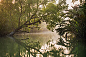 Blick auf den stillen, spiegelnden Fluss, in dem sich das üppige Grün der Baumkronen und die dichten Bäume spiegeln und eine ruhige Szene schaffen, Sundarban, Khulna Division, Bangladesch.