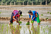 Bogura, Bangladesh - 09 February 2023: View of women in vibrant clothing planting seedlings in a flooded field, reflecting the clear sky above, creating a scene of rural labor.