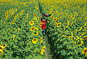 Brahmanbaria, Bangladesch - 01. März 2020: Blick auf ein leuchtendes Sonnenblumenfeld, auf dem ein Kind freudig mit der Nationalflagge herumspringt, was einen auffälligen Kontrast zu dem Meer aus gelben Blütenblättern bildet.