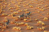 Aerial view of zebras dash across the ochre sands dotted with sparse vegetation, a symphony of motion and color in the vast desert landscape, Namib Desert, Namibia.