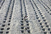 Rangpur, Bangladesh - 01 December 2019: Aerial view of a worker amidst rows of meticulously prepared planting holes in sandy soil, a testament to agricultural planning.