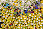 Bogura, Bangladesh - 20 November 2022: Aerial view of vibrant yellow corn cobs arranged in neat rows, interspersed with the dark heads and colourful clothes of workers.