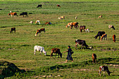 Bogura, Bangladesh - 17 January 2019: View of cattle grazing peacefully on the bright green fields, while a local woman walks across the vibrant landscape.