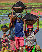 Dhaka, Bangladesh - 17 March 2017: View of workers carrying baskets of dark coal against the shimmering waters and verdant foliage, a tableau of labor and life.