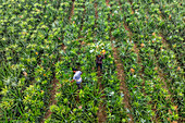 Madhupur, Bangladesh - 30 August 2020: Aerial view of workers harvesting pineapples amidst the vibrant green fields, creating a striking contrast of nature and labor.