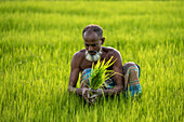 Bogura, Bangladesch - 06. August 2020: Blick auf einen wettergegerbten Bauern inmitten üppig grüner Reisfelder, der die frisch geernteten Reissprossen in der Hand hält, ein Zeugnis der Fülle des Landes.