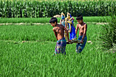 Bogura, Bangladesh - 13 March 2017: View of two boys carrying idols through a vibrant green rice paddy, their bare chests gleaming under the warm sun, a testament to tradition.