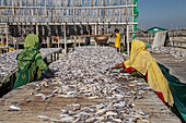 Cox's Bazar, Bangladesh - 29 November 2022: View of women sorting dried fish on weathered wooden platforms under a bright sky, contrasting the textures of the fish with the women's colorful clothing.