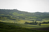 Blick auf eine üppige, hügelige Landschaft, die in sanftes Licht getaucht ist, mit leuchtend grünen Feldern und fernen Hügeln, die eine ruhige Szene schaffen, Pienza, Toskana, Italien.