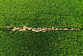 Bogura, Bangladesh - 10 February 2018: Aerial view of a long line of cattle moving through bright green rice paddies, a vivid contrast against the earthy tones of the animals.