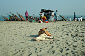 Cox's Bazar, Bangladesh - 07 March 2022: View of sandy beach with dogs resting, carts lined up, and people gathered near a stall under the bright, clear sky.