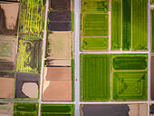 Luftaufnahme von Patchwork-Feldern in leuchtendem Grün, erdigem Braun und tiefem Schwarz, die durch eine schmale Straße getrennt sind, mit einem einsamen Auto, Chikusei, Ibaraki, Japan.