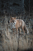 View of a red fox, standing alert in a field of dry grass, its auburn fur a stark contrast to the muted grays and blues of the surrounding foliage, Unalaska, Alaska, United States.