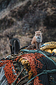 View of two foxes, one red and one dark, perched atop a vibrant pile of orange and yellow fishing nets and ropes, Unalaska, Alaska, United States.