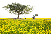 Sirajganj, Bangladesh - 28 December 2022: View of vibrant yellow mustard fields under a vast sky, a lone tree standing sentinel as a cyclist carries the national flag.