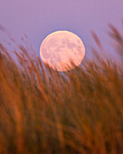 View of a luminous full moon rising above the golden, windswept grasses, creating a serene and ethereal scene, Nida, Klaipeda County, Lithuania.