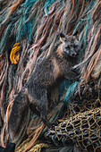 Blick auf einen dunklen Fuchs mit buschigem Schwanz inmitten eines bunten Gewirrs verwitterter Fischernetze, die einen auffälligen Kontrast zwischen wilder Natur und menschlicher Industrie bilden, Unalaska, Alaska, Vereinigte Staaten.