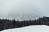 View of snow-laden evergreen trees contrast starkly against the white canvas of the ground and the obscured mountain range in Almau, Bavaria, Germany.