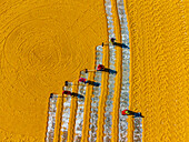 Joypurhat, Bangladesh - 10 December 2022: Aerial view of farmers meticulously working the golden fields, their labor etching silver lines across the vast, textured landscape.